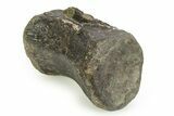 Fossil Iguanodon Caudal Vertebra - Isle of Wight, England #351241-1